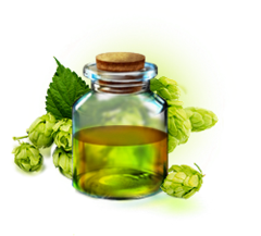 Экстракт Хмеля масляный